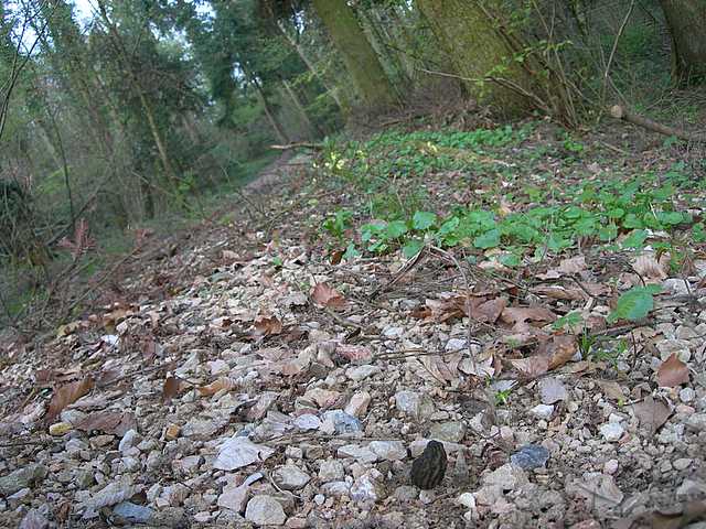 Funghi e vegetazione invasiva